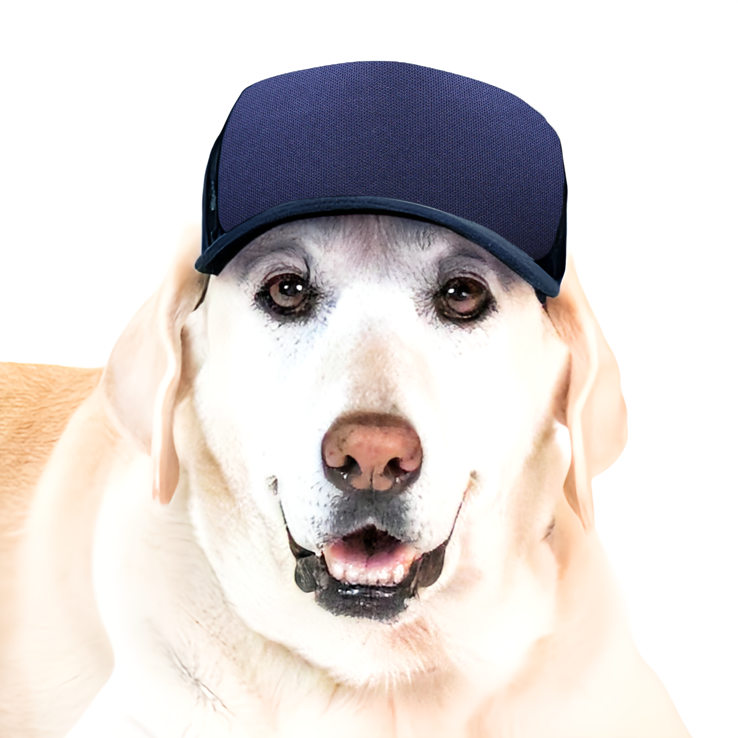 PupLid Dog Hat with Custom Design - Foam Trucker Hat - Pick up at CLE Unleashed