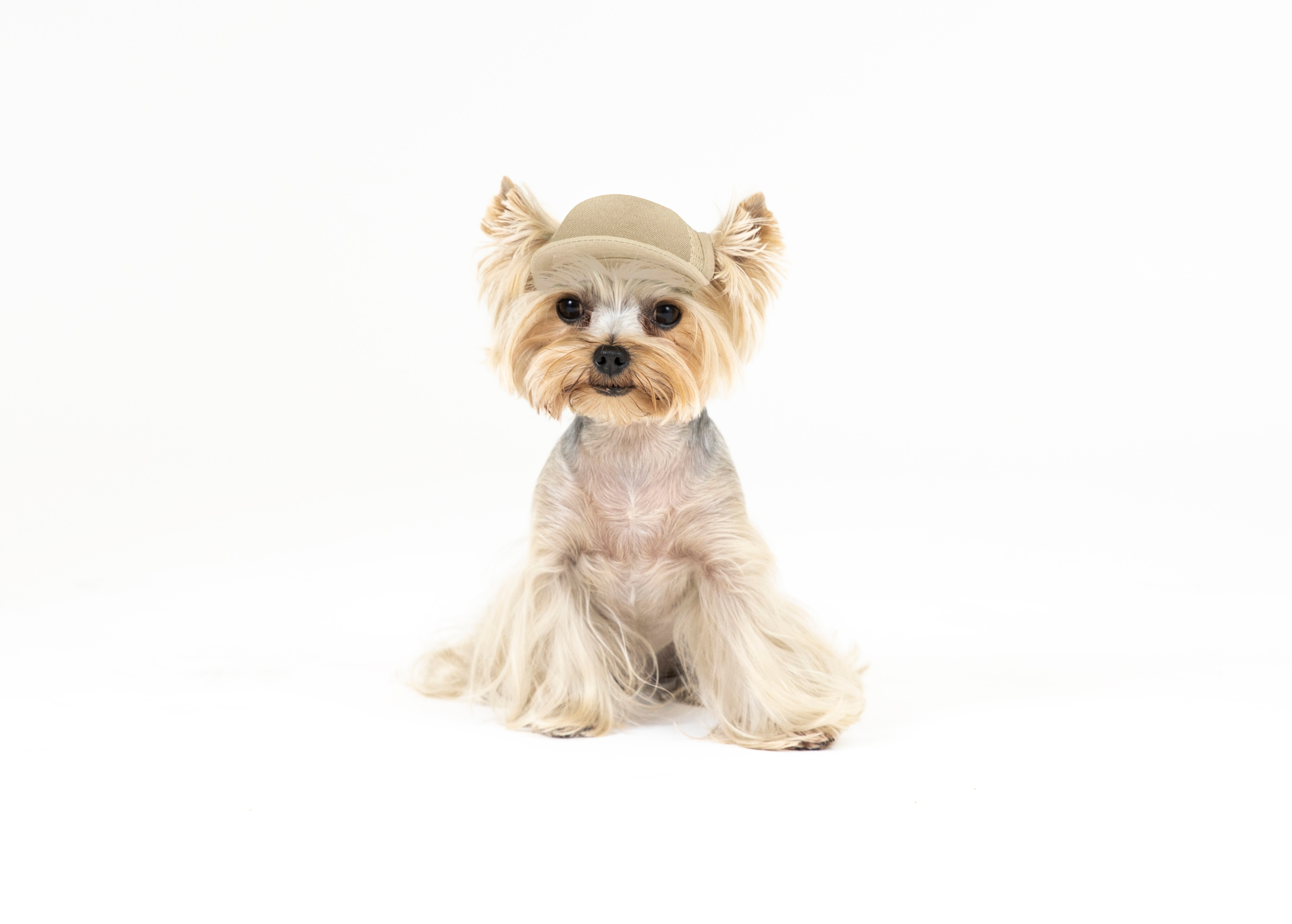 PupLid Dog Hat with Custom Design - Foam Trucker Hat - Pick up at CLE Unleashed