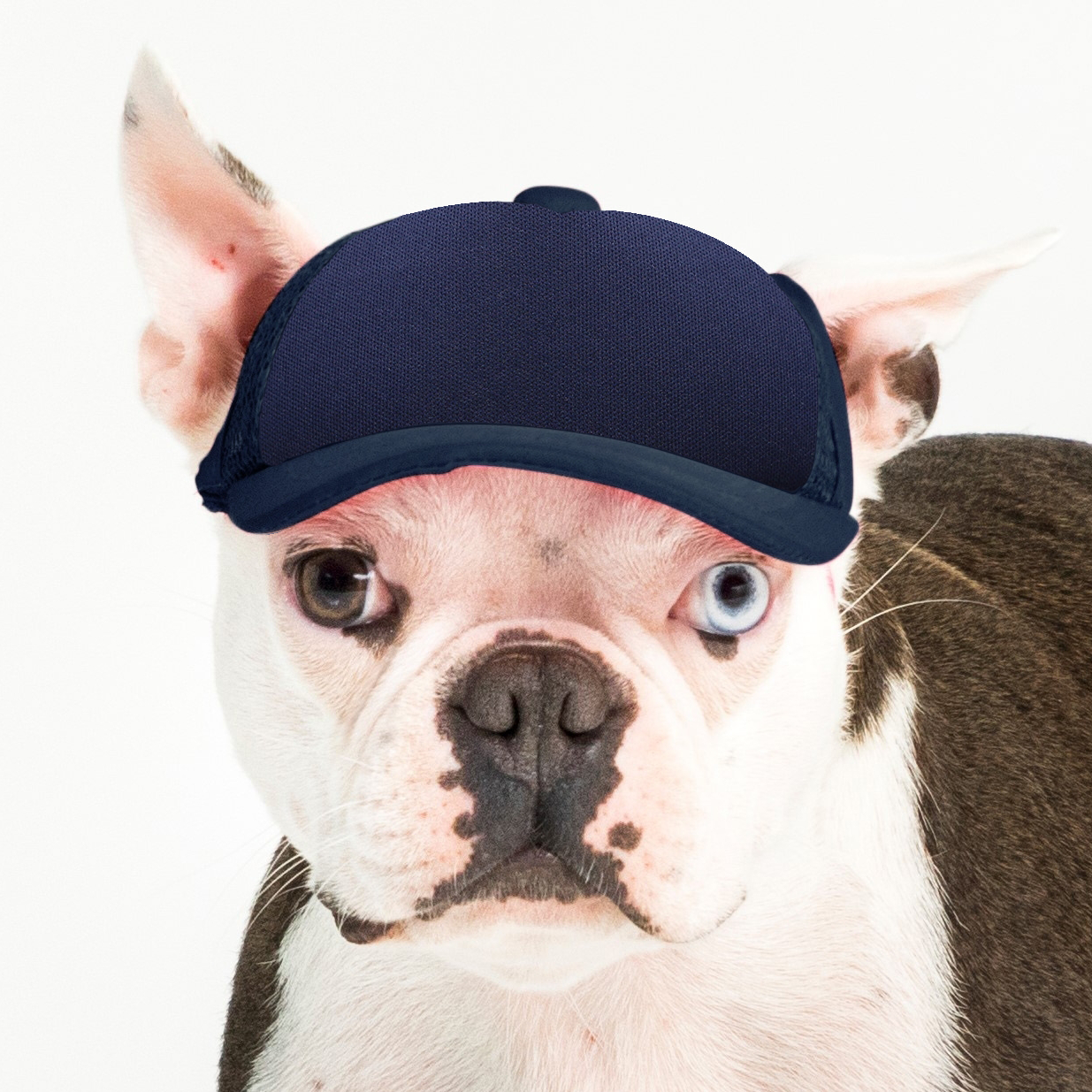 PupLid Dog Hat with Custom Design - Foam Trucker Hat - Pick up at CLE Unleashed