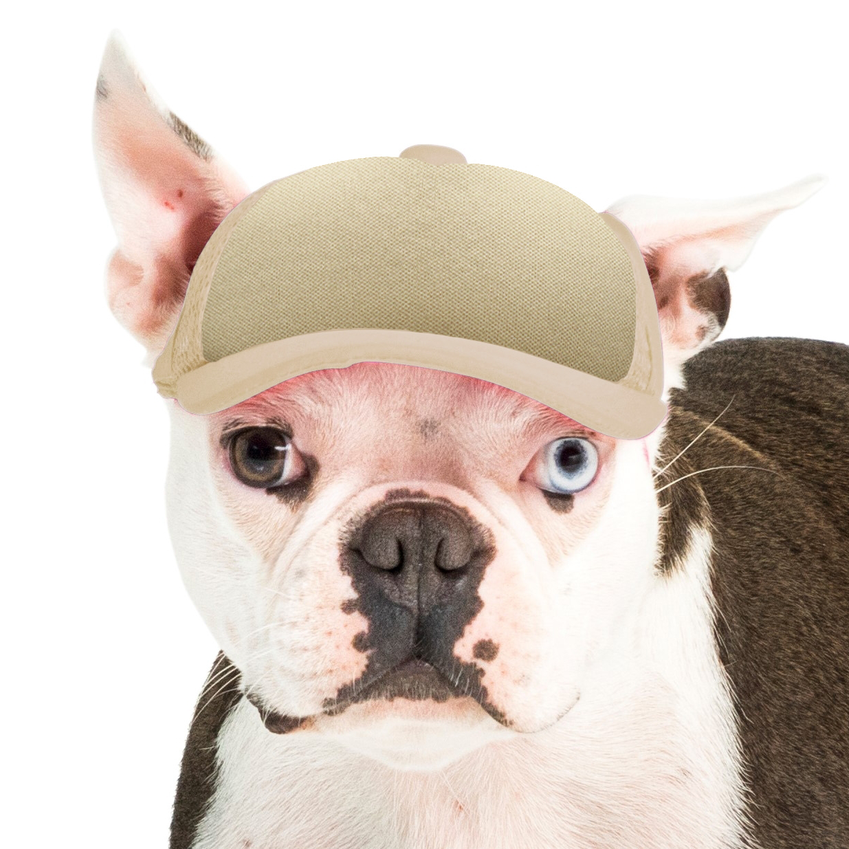 PupLid Dog Hat with Custom Design - Foam Trucker Hat - Pick up at CLE Unleashed