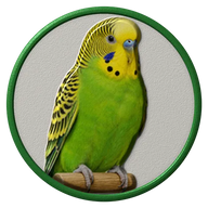 Budgie hat button side patch: a realistic Budgie portrait under a clear glass dome. Pet Birds collection.