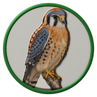 American Kestrel hat button side patch: a realistic American Kestrel portrait. Birds of Prey collection.