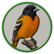 Baltimore Oriole hat button side patch: a realistic Baltimore Oriole portrait. Backyard Birds collection.
