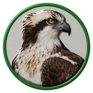 Osprey hat button side patch: a realistic Osprey portrait under a clear glass dome. Birds of Prey collection.