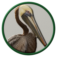 Pelican hat button side patch: a realistic Pelican portrait under a clear glass dome. Water & Shore Birds collection.