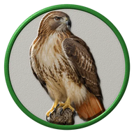 Red-tailed Hawk hat button side patch: a realistic Red-tailed Hawk portrait. Birds of Prey collection.