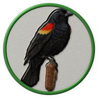 Red-winged Blackbird hat button side patch: a realistic Red-winged Blackbird portrait. Backyard Birds collection.