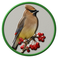 Cedar Waxwing hat button side patch: a realistic Cedar Waxwing portrait under a clear glass dome. Backyard Birds collection.