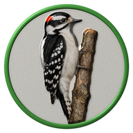 Downy Woodpecker hat button side patch: a realistic Downy Woodpecker portrait. Backyard Birds collection.