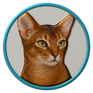Abyssinian hat button side patch: a realistic Abyssinian cat portrait under a clear glass dome. Cats collection.