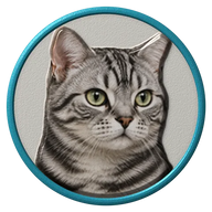American Shorthair hat button side patch: a realistic American Shorthair cat portrait. Cats collection.
