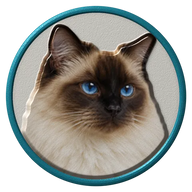 Birman hat button side patch: a realistic Birman cat portrait under a clear glass dome. Cats collection.