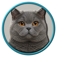 British Shorthair hat button side patch: a realistic British Shorthair cat portrait. Cats collection.