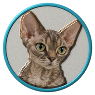 Devon Rex hat button side patch: a realistic Devon Rex cat portrait under a clear glass dome. Cats collection.
