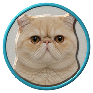 Exotic Shorthair hat button side patch: a realistic Exotic Shorthair cat portrait under a clear glass dome. Cats collection.