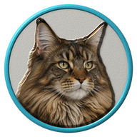 Maine Coon hat button side patch: a realistic Maine Coon cat portrait under a clear glass dome. Cats collection.