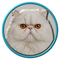 Persian hat button side patch: a realistic Persian cat portrait under a clear glass dome. Cats collection.