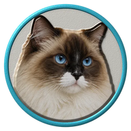Ragdoll hat button side patch: a realistic Ragdoll cat portrait under a clear glass dome. Cats collection.