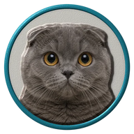 Scottish Fold hat button side patch: a realistic Scottish Fold cat portrait under a clear glass dome. Cats collection.