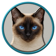 Siamese hat button side patch: a realistic Siamese cat portrait under a clear glass dome. Cats collection.