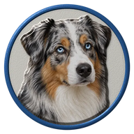 Australian Shepherd hat button side patch: a realistic Australian Shepherd portrait. Dogs collection.