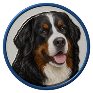 Bernese Mountain Dog hat button side patch: a realistic Bernese Mountain Dog portrait. Dogs collection.