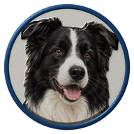 Border Collie hat button side patch: a realistic Border Collie portrait under a clear glass dome. Dogs collection.