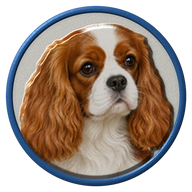 Cavalier King Charles hat button side patch: a realistic Cavalier King Charles portrait. Dogs collection.