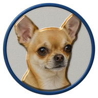 Chihuahua hat button side patch: a realistic Chihuahua portrait under a clear glass dome. Dogs collection.