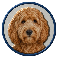 Doodle hat button side patch: a realistic Doodle portrait under a clear glass dome. Dogs collection.