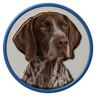 German Shorthaired Pointer hat button side patch: a realistic German Shorthaired Pointer portrait. Dogs collection.