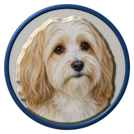 Havanese hat button side patch: a realistic Havanese portrait under a clear glass dome. Dogs collection.