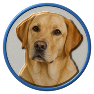 Labrador Retriever hat button side patch: a realistic Labrador Retriever portrait under a clear glass dome. Dogs collection.