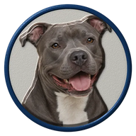 Pit Bull hat button side patch: a realistic Pit Bull portrait under a clear glass dome. Dogs collection.