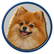 Pomeranian hat button side patch: a realistic Pomeranian portrait under a clear glass dome. Dogs collection.