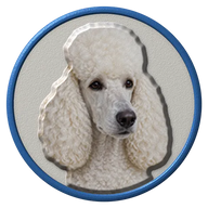 Poodle hat button side patch: a realistic Poodle portrait under a clear glass dome. Dogs collection.