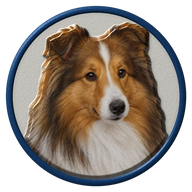Shetland Sheepdog hat button side patch: a realistic Shetland Sheepdog portrait under a clear glass dome. Dogs collection.