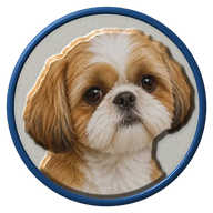 Shih Tzu hat button side patch: a realistic Shih Tzu portrait under a clear glass dome. Dogs collection.