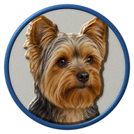 Yorkshire Terrier hat button side patch: a realistic Yorkshire Terrier portrait under a clear glass dome. Dogs collection.